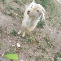 نر بز سانن
