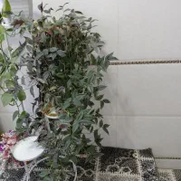 ۷ عدد گل و گلدان طبیعی و ۲ عدد استند فلزی