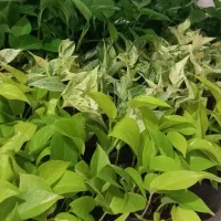 گل پتوس|گل و گیاه طبیعی|رشت, حومه رشت|دیوار