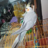 عروس هلندی رنگ آهویی