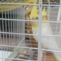 عروس هلندی جفت