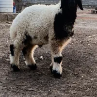 گوسفند .بره . گاو . بز. گوساله