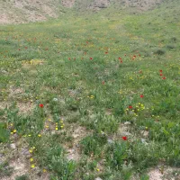زمین-کشاورزی-دیمه-زار