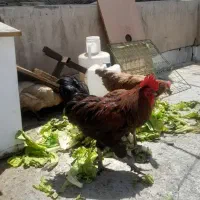 خروس