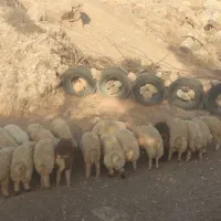 بره نر درجه یک
