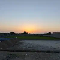 تخم کشت برنج
