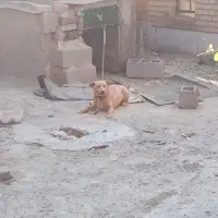 سگ پاکوتاه نر برای نگهبانی