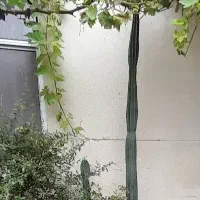 کاکتوس سرئوس