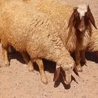 گوسفند میش سنجابی کاور ما شک نازار