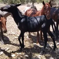 مادیون آبستن با قاطر ۱۵ ماهه