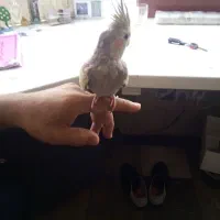 عروس هلندی نر