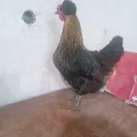 مرغ