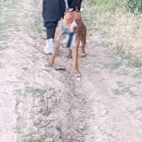 سگ پیتبول ماده