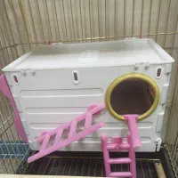 لانه عروس هلندی