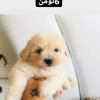 سگ هایی ارام و گربه