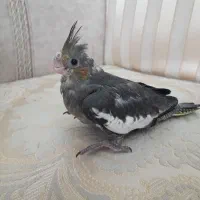 جوجه عروس هلندی