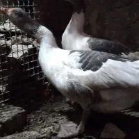 غاز نرو ماده