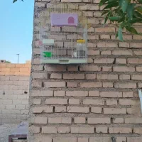 قفس صادراتی شیک وسالم