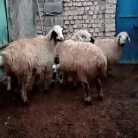 3عدد میش بره دار صفاشهر