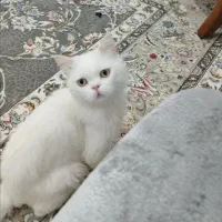 گربه