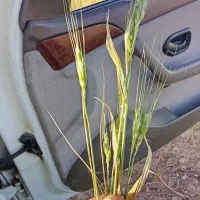 خاکی سهره جوجه
