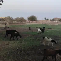 گوسفند