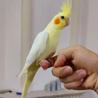 فروش تعدادی عروس هلندی فول کیفیت درجه ۱