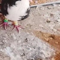 کفتر جفت