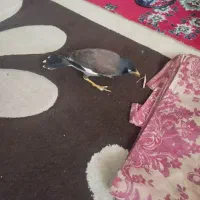 مرغ مینا چهار ماهه