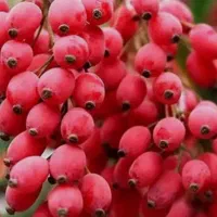 فروش محصولات قائنات