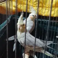 قبول واگذاری پنرده ی  شما