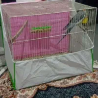 عروس هلندی