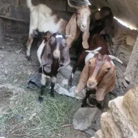 بز ماده