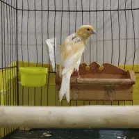 قناری نر در حمیدیه