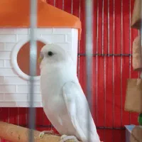 مرغ عشق جفت خورده ماده چشم شرابی نر سفید ابرو بادی
