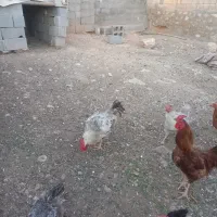 خروس محلی