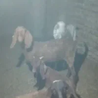 بزغاله افغانی