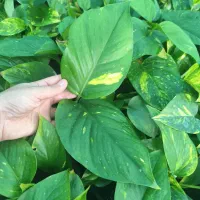 گل پتوس کلی و جزئی