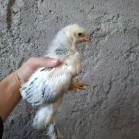 جوجه برهما