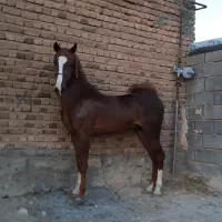 نریان درجه یک