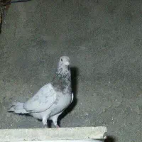 نرسرور