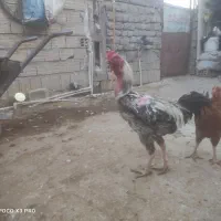 خروس و مرغ لاری