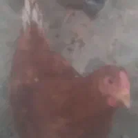 جوجه خروس محلی