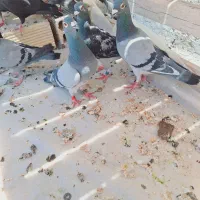 کبوتر پلاکی