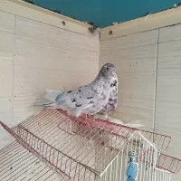 کفتر بیابون