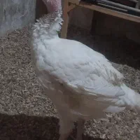 ۴عددبوقلمون نر بیوتی۶