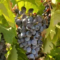 انگور دیم یاغوتی
