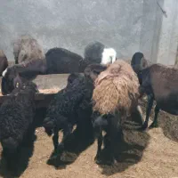 میش بره