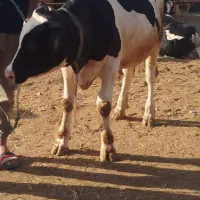 گوساله هولشتاین