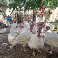 بیوتی گوشتی موجود است